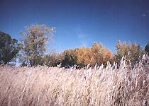 齐齐哈尔扎龙自然保护区天气 齐齐哈尔扎龙自然保护区天气