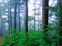 鹤岗小兴安岭林区天气 鹤岗小兴安岭林区天气