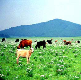 承德木兰围场天气 承德木兰围场天气