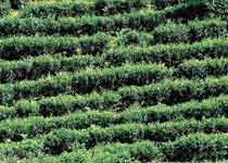 英德茶叶世界天气 英德茶叶世界天气