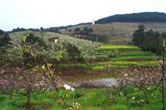 永川黄瓜山百里果乡天气