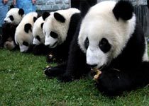 邛崃卧龙自然保护区天气 邛崃卧龙自然保护区天气